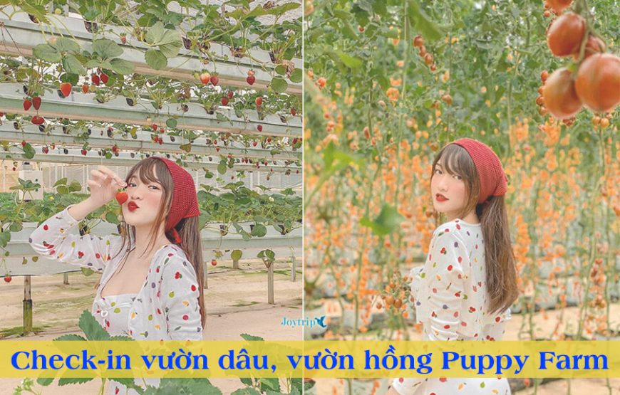 TOUR ĐÀ LẠT 3 NGÀY 3 ĐÊM – Xe Giường Nằm